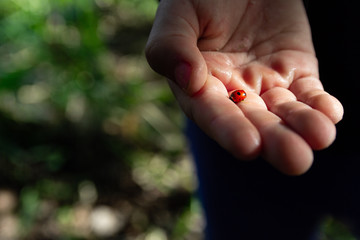 Ladybug on Child's Hand