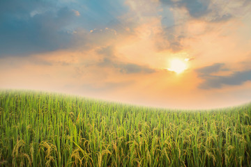 Rice field and sky background at sunset time.