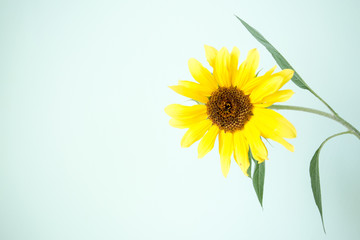 Obraz premium sunflower isolated on white background