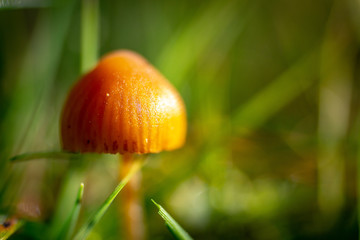 Bokeh Small Mushroom