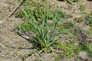 bush of garlic in the garden. Leaves of garlic.
