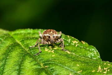 The ripple twill weevil perches on the wild plants