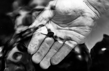 Tadpole on Hand in Water