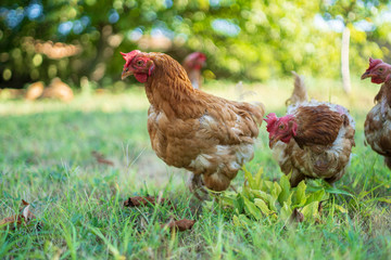 eggs hens created in the field