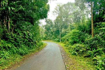 Fototapeta premium road in forest