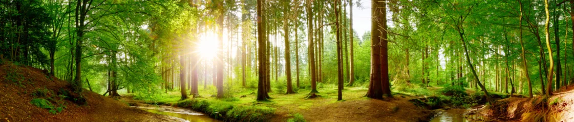 Selbstklebende Fototapete Panoramafotos Panorama vom Wald im Frühling mit heller Sonne, die durch die Bäume strahlt