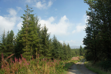 Fototapeta na wymiar Midsummer on a forest road.Ireland.
