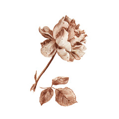 Vintage rose hand drawn in sepia pencil illustration isolated on white background. Blooming flower and leaves isolated on white