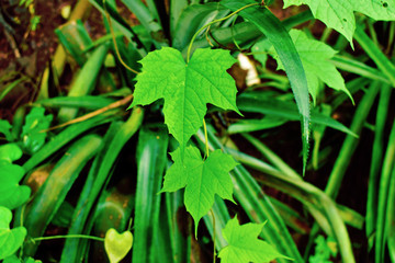 leaf on green background
