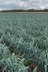 Growing leek. Vegetables Agriculture Nertherlands