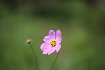 コスモス