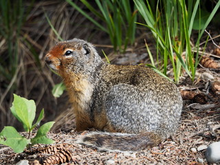 Naklejka na ściany i meble Columbian Ground Squirrel (spermophilus/urocitellus columbianus) sitting and guarding the entrance of its burrow in Yoho National Park, British Columbia, Canada