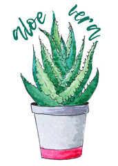 aloe vera in a pot watercolor illustration
