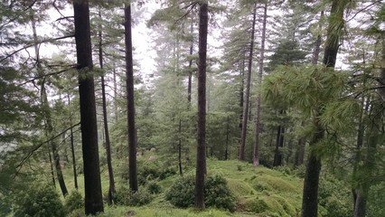 Obraz premium Cloud forest, Patriata, Pakistan