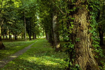 Fototapeta na wymiar empty park natural environment with lonely ground trail and curling plants around tree on foreground in sun light
