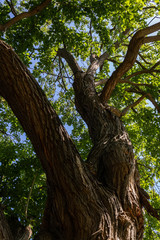 Arbre