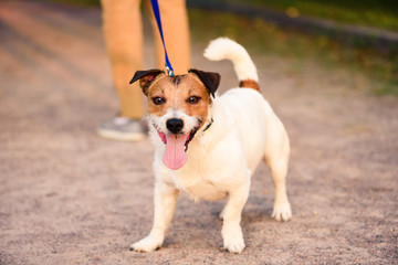 Naughty dog pulling leash in opposite direction to handler going refusing go home