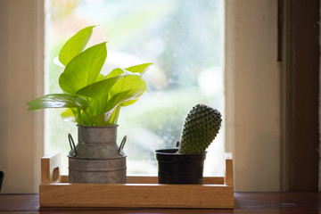 Betel plant and green cactus plant in vase, minimal style