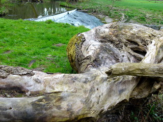 Angeschwemmter Baum in bizarrer Form mit einem Fluß im Hintergrund