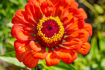 Large flower on a background of the autumn landscape.