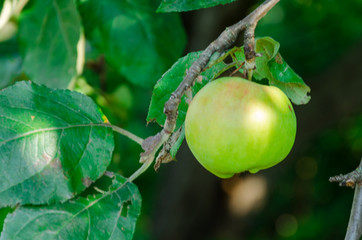 Fresh green apple on a branch of tree. Diet and organic food