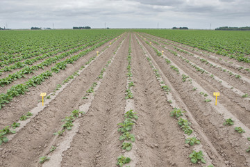 Fototapeta na wymiar Growing Potatoes. Agriculture