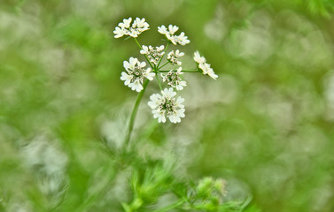 White coriander flowers bloom with bokeh background.