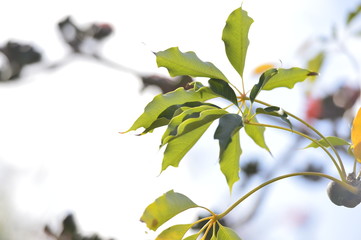 flowers