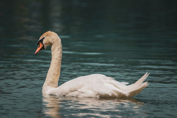 Fototapeta premium A swan at the lake