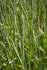 Fototapeta na wymiar Growing Spelt . Fields of wheat polder Netherlands. Agriculture