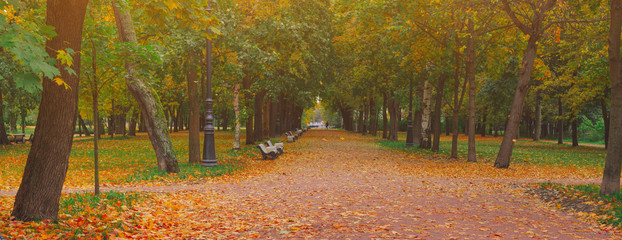 Autumn park alley road in city landscape. People walking on path in autumn park with golden leaves and trees on october weather. Beautiful autumnal park. Beauty nature fall scene. Forest at september.