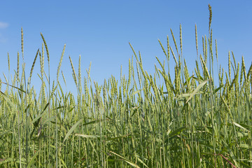 Growing Spelt . Fields of wheat polder Netherlands. Agriculture