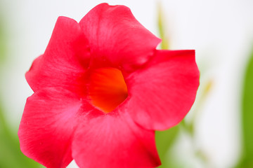 Obraz na płótnie Canvas Red flower in the backyard. - Image