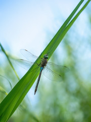 Anax parthenope, the Lesser emperor dragonfly in nature. Overhead, top angle shot.