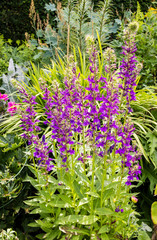 Obraz premium Purple flowering Lobeilia plant in herbaceous border of English Garden.