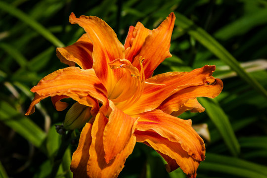 Dark orange Double Day Lily in a garden.