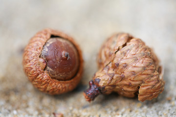 Autumn background with fallen in acorns closeup. Autumnal still-life with acorns. Background with large acorns. - Image