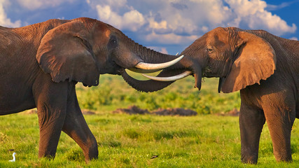 African safari at the foot of a volcano Kilimanjaro, green season in Amboseli national park. Portrait of two huge african elephants, touching their trunks to each other against dramatic sky. Kenya.