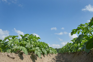 Fototapeta na wymiar Growing Potatoes. Agriculture. Fields in polder Netherlands