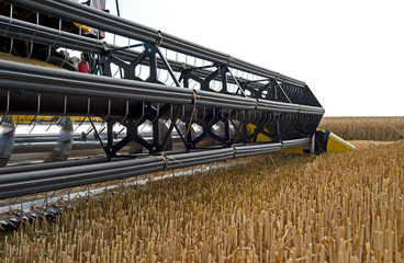 Farm implements: Closeup of a grain header of a modern combine harvester just before harvesting a cornfield