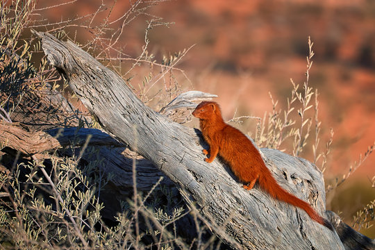 Slender Mongoose, Galerella sanguinea, reddish coloured small  african carnivore sitting on dead acacia trunk against red sand dunes of Kgalagadi Transfrontier Park, Botswana. Wild animal photography.