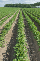 Fototapeta na wymiar Growing Potatoes. Agriculture. Fields in polder Netherlands
