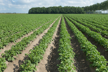 Growing Potatoes. Agriculture. Fields in Flevo-polder Netherlands