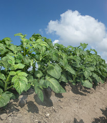 Growing Potatoes. Agriculture. Fields in polder Netherlands