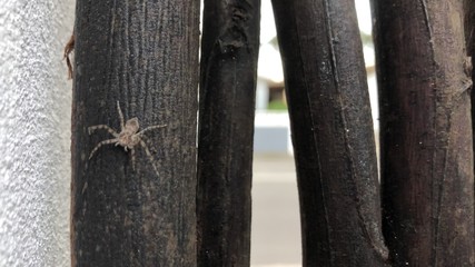 Spider on a wooden gate close up