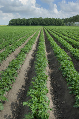 Growing Potatoes. Agriculture. Fields in polder Netherlands