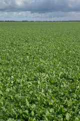 Fototapeta na wymiar Growing green manure plants. Fields. Agriculture