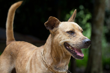 Dog is having fun in garden.