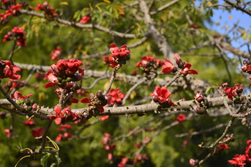 flowers