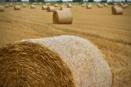 Round hay bales in english counteryside